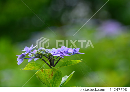 Seasonal flowers 54247798