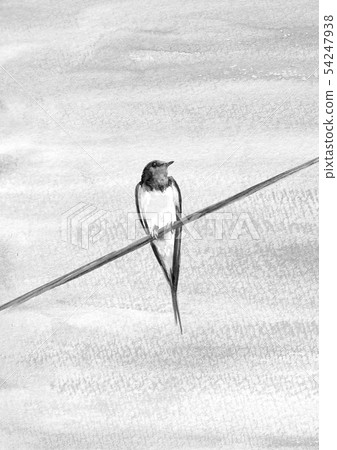 Swallow swallow blue sky electric wire monotone watercolor ink style Swallow swallow blue sky electric wire monotone watercolor ink style 54247938