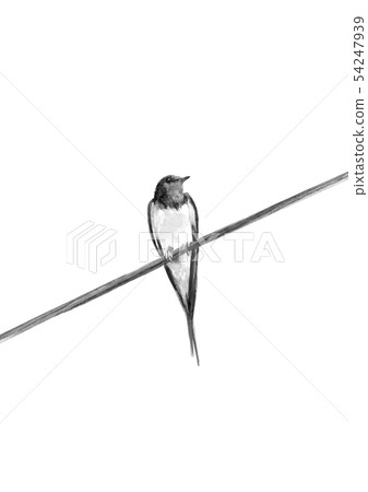 燕子電線水彩單調水墨畫風格 54247939