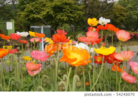Flower 54248070