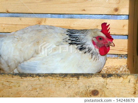 chicken sitting hen incubator farm  agriculture  54248670