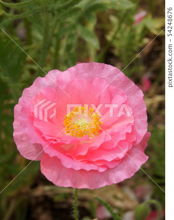 罌粟田（濱名花園） 54248676