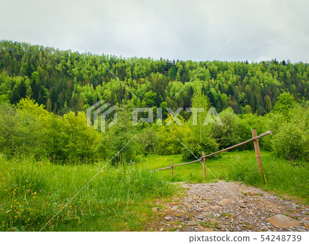 Country pathway through the green meadow leading 54248739