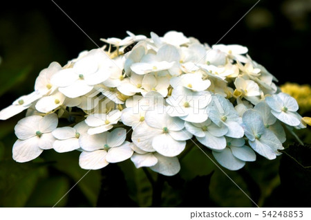  hydrangea 54248853