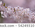 Cherry blossoms 54249310