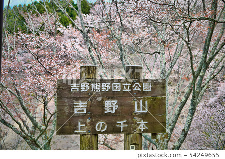 Yoshinoyama Senbon 54249655