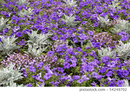 Petunia＆Shirota egyck的清新花園 54249702