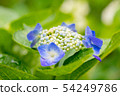 hydrangea   54249786