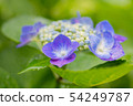 hydrangea   54249787
