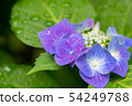 hydrangea   54249788