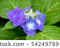 hydrangea   54249789