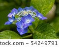 hydrangea   54249791