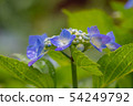 hydrangea   54249792