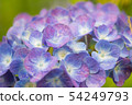 hydrangea   54249793