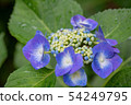 hydrangea   54249795