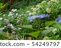 hydrangea   54249797