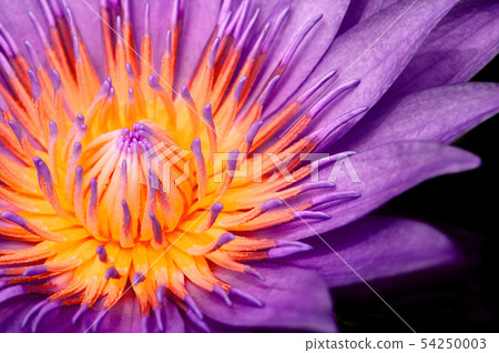 Purple Water Lily, Purple Lotus macro shot showing 54250003