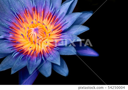Blue Water Lily,  Blue Lotus macro shot pistil and 54250004