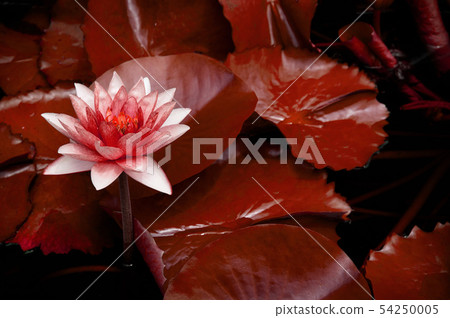 Crimpson red water Lily, very red Lotus flower and 54250005