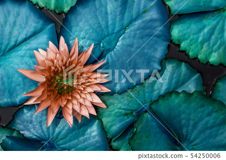 Neon Blue Water Lily leaves, Old rose coloured Neon Blue Water Lily leaves, Old rose coloured 54250006