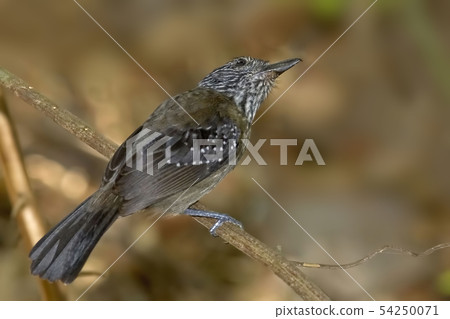 Black-hooded Antshrike, Thamnophilus bridgesi 54250071