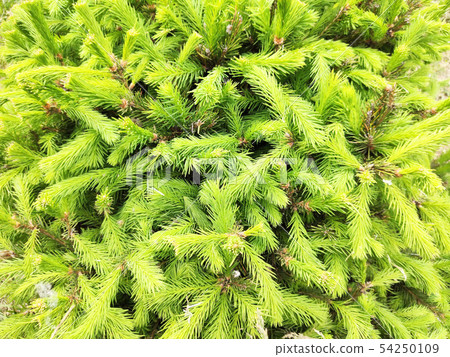Detailed Christmas tree branches background, green background Detailed Christmas tree branches background, green background 54250109