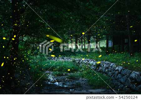 在初夏的傍晚森林中飛行的螢火蟲是一個神奇的童話故事 54250124