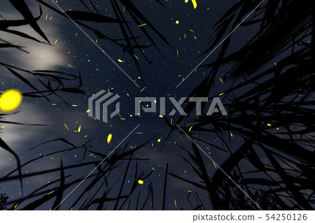 在初夏的傍晚，在森林裡飛翔的螢火蟲是童話故事中的一張照片。 54250126