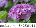 hydrangea   54250141