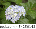 hydrangea   54250142