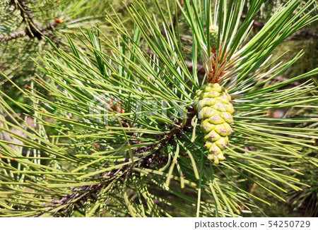 Pine cone on branch Kiefern, Green background. Pine cone on branch Kiefern, Green background. 54250729