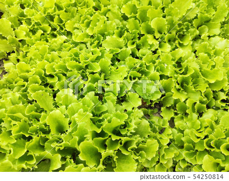 Fresh lettuce leaves, close up, Green background. Fresh lettuce leaves, close up, Green background. 54250814