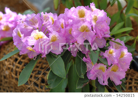 Summer flower blooming Summer flower blooming 54250815
