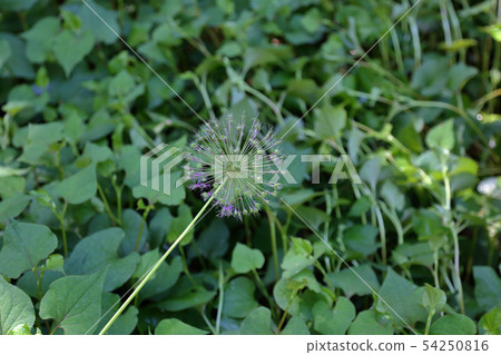 Unusual prickly flower of Allium Unusual prickly flower of Allium 54250816