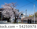 A row of cherry blossom trees in Yokohama-Yatosaka (the final figure before felling) 54250978