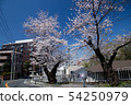 A row of cherry blossom trees in Yokohama-Yatosaka (the final figure before felling) 54250979