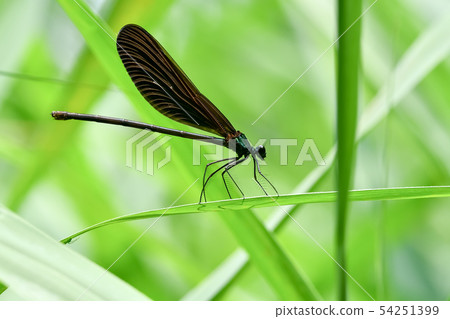 Atrocalopteryx蟬 Atrocalopteryx蟬 54251399