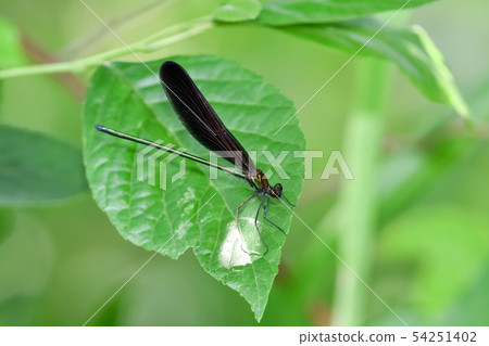 Hagorotorbo Hagorotorbo 54251402