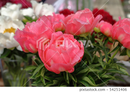 Bright peony bloom 54251406