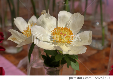 Bright peony bloom 54251407