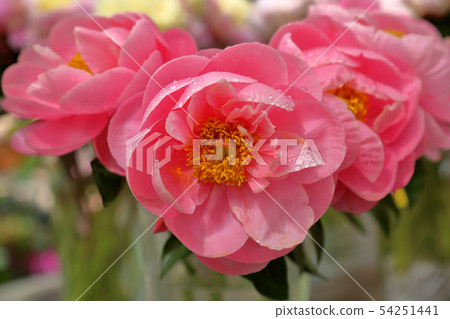 Bright peony bloom 54251441