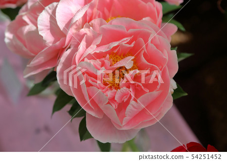 Bright peony bloom Bright peony bloom 54251452