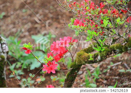 Kasama azalea park Azalea mountain 54252619