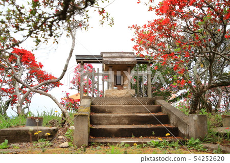 Kasama azalea park Azalea mountain 54252620