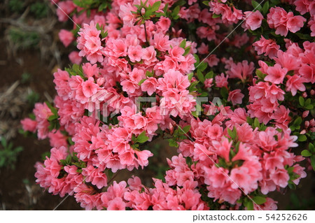 Kasama杜鵑花公園杜鵑花山 Kasama杜鵑花公園杜鵑花山 54252626