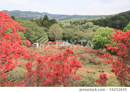 Kasama azalea park Azalea mountain 54252645