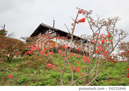 Kasama azalea park Azalea mountain 54252646