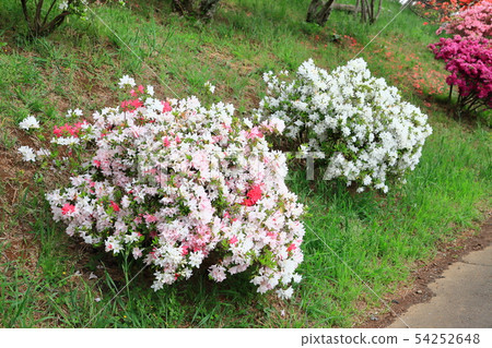 Kasama azalea park Azalea mountain 54252648