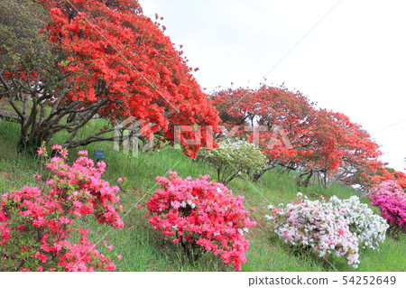 Kasama azalea park Azalea mountain 54252649