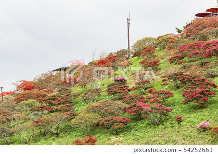 Kasama杜鵑花公園杜鵑花山 54252661